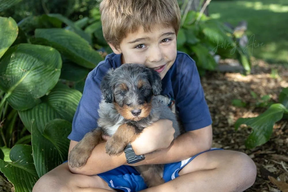 Merle Bernedoodle Puppy in Illinois — Joley Aire